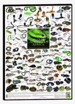 Zoo Animal Posters 14 - Snakes In South Africa Poster