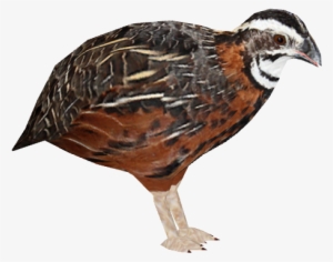 Harlequin Quail 1 - Quail