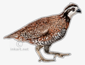 Northern Bobwhite Quail Decal - Northern Bobwhite Quail Png