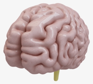 Human Brain 3d Model - Brain 3d Model Free