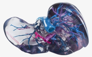 Anatomical Models - Stratasys J750