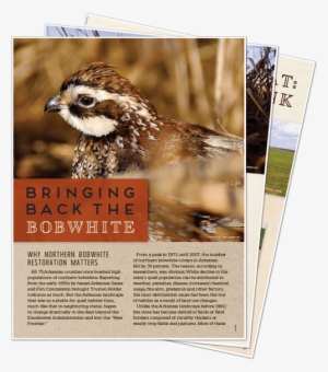 Some Arkansas Residents Never Have Heard The Whistle - Song Sparrow