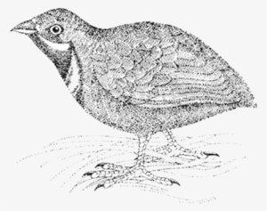 Filename - - Water Ouzel