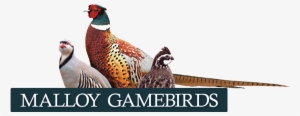 Iowa Bobwhite Quail, Pheasant And Chukar - Australian Broadcasting Corporation