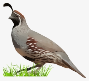 Gambel's Quail - Quail