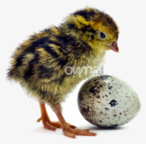 Loading - Victor Chickens