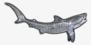 Tiger Shark Fish Mount - Pacific Sturgeon