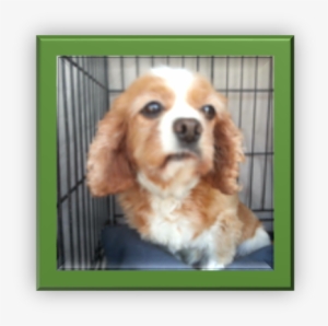 Then Again, My World Changed - Cocker Spaniel