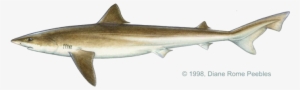 Triakidae Family - Tope Shark