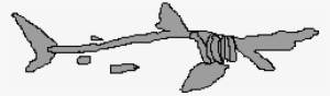 Hammer Head Shark Skull