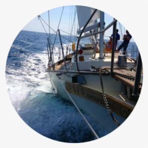 Sons-circular - Catamaran