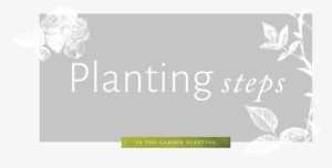 Planting - Rose
