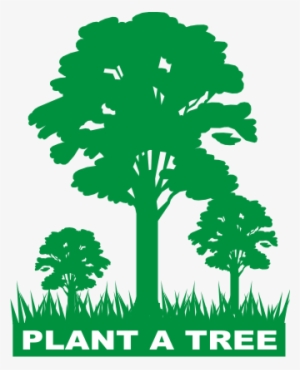 Koforidua, June 08, Gna-a Total Of 100 Trees Had Been - Tree Plantation And Maintenance