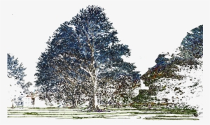Neon Beech 3 Long - Red Pine