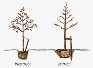 It's Better To Plant A Tree Too High Than Too Low - Trees Planted Too High
