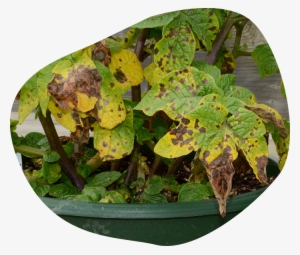 Commonly Know As Early Blight, Is A Disease Which Affects - Plant Disease Png