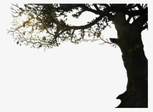 Tutorial On How To Setup Your Zlayers - Tree Branch Border Png