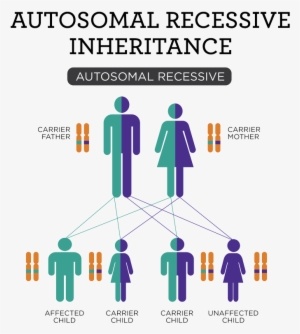 Recessive-01 - Martha Stewart's New Pies And Tarts