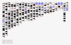 Ideogram Grch38p4 - Reference Genome