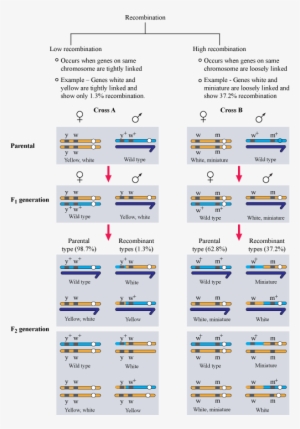 5 6 09 Lp Ruchika Bio - Linkage And Recombination Class 12