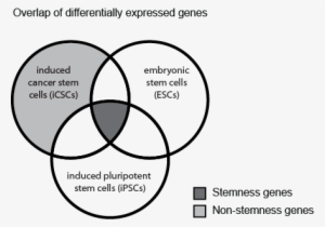 A Set Of Genes Which Are Upregulated In Induced Cancer - Cancer Stem Cell Stemness