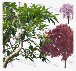 Tree 2 - Plumeria Rubra Png