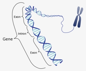 Wikijournal Of Medicine/eukaryotic And Prokaryotic - Gene Exon And Intron