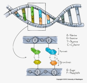 Genes Are Made Of Dna - Gen A Dna