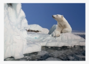 Polar Bear Standing On The Ice Block Poster • Pixers® - Polar Bear