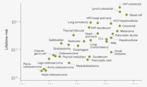 As The Number Of Stem Cell Divisions In A Tissue Rises, - Cancer