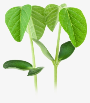 Soja Planta Png - Planta De Soja Imagen Png