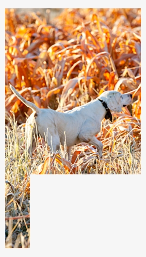 Wingshooting Article W Mask-6 - Hunting Dog