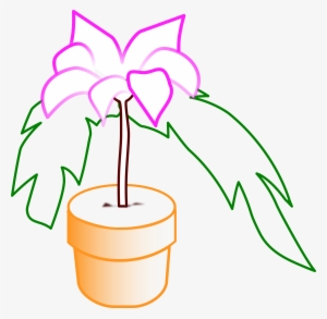Planta Png