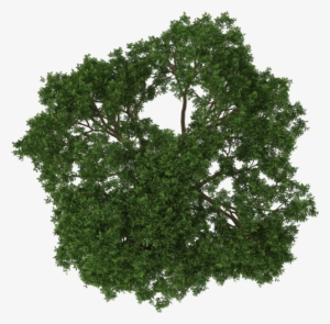 Arvores Png Planta - Arbustos Para Render