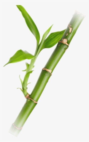 Componentes De Una Planta - Bambu Png