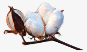 Cotton Transparent - Fibra De Algodon Png