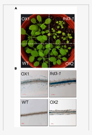 In Planta Complementation Assay Of Vumate1 In Fe Nutrition - Mock Strawberry