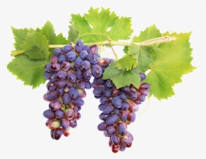 Uvas Negras (985×768) - Grape On A Vine