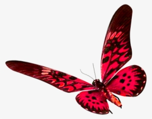 15 De Mai De - Monsters Of The Ray