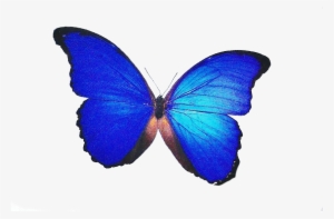 Imagens Png - Borboletas - Cyaniris
