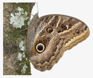 This Free Icons Png Design Of Caligo Beltrao