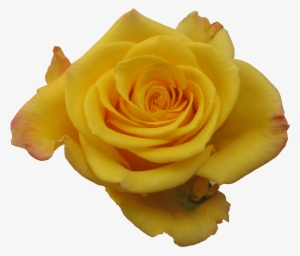 Rose Sonrisa - Flower