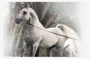 Nestled In Peralta, Nm, Sonrisa Farms Boasts An Extraordinary