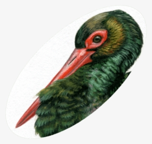 Original “angelitos Negros” - Black Stork