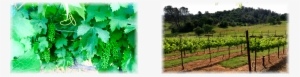 Winemaker - Vineyard