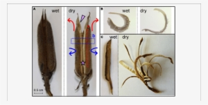 Sesame Capsule Hygroscopic Movement - Hygroscopic Movement In Plant