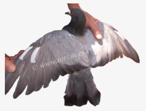 Paloma Casalese O Lisa Italiana - Stock Dove