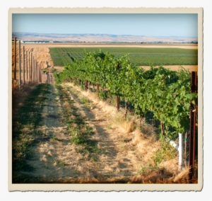 Minnick Hills - Common Grape Vine