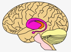 Executive Functioning Is A Relatively Common Term Used - Basal Ganglia Habits