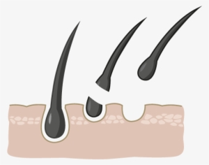 Regrow Restablece Y Restaura Los Folículos Capilares - Raiz De Cabello Png